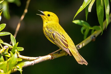 Yellow Warbler