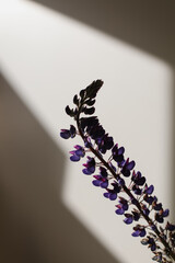 flower shadow. flower branches and a wall. a silhouette of summer flowers purple lupins in sunlight. summer still life with lupines.