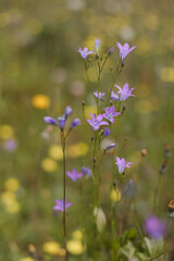 Beautiful close-up image of fresh green grass with flowers in natural meadow on warm summer morning with blurred background.