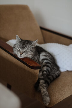Cute tabby cat lying in chair. Funny home pet. Concept of relaxing and cozy wellbeing. Sweet dream.