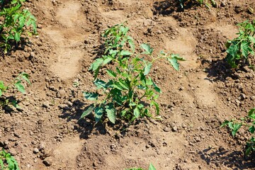 Młoda sadzonka pomidora rośnie w ogrodzie. Uprawa pomidora na świeżym powietrzu. Promienie słońca padają na sadzonkę pomidora. Ekologiczna sadzonka pomidora widziana z bliska.