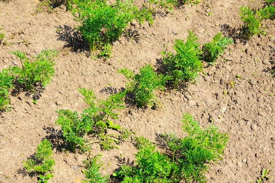 Młoda marchew kiełkuje z ziemi. Ekologiczna marchewka uprawiana w ogrodzie. Zdrowe warzywa rosną na słońcu.