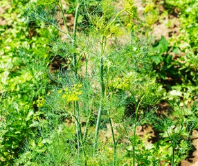 Koper Włoski © Adam