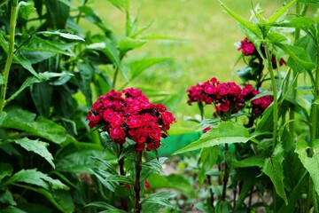 Kwitnące goździki o czerwonej barwie