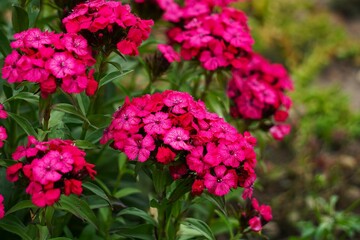 Kwitnące goździki © Adam