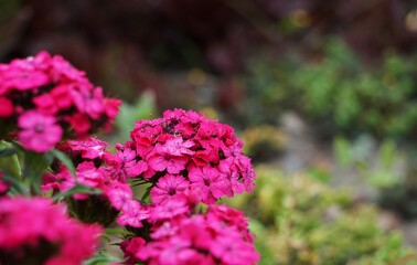 Różowe goździki © Adam