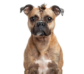 Fototapeta premium Staffordshire Bull Terrier, alert and attentive.