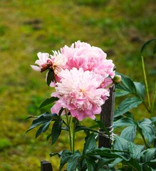 Różowa piwonia © Adam