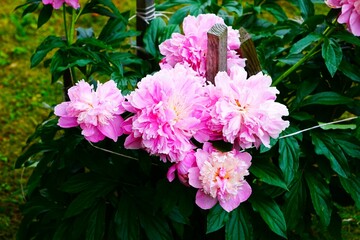 Różowa piwonia z wyjątkowo dużymi płatkami © Adam