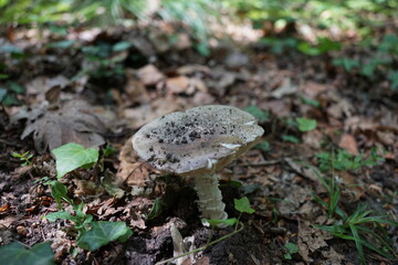 Wzgórza Kiełczyńskie, Polska © Strumyk