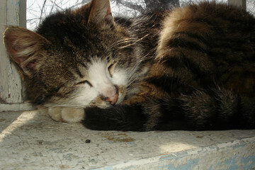 Tabby cat is curled up asleep on a weathered windowsill, basking in the afternoon su