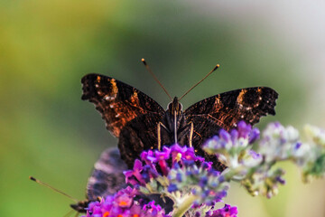 Piękny motyl patrzący prosto w obiektyw.