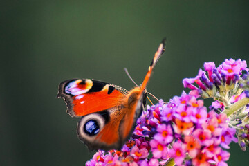 Piękny motyl siedzący na kwiecie budlei. © Natalia