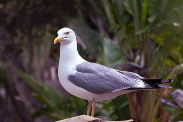 Detalle de una gaviota común posada en un sitio alto 