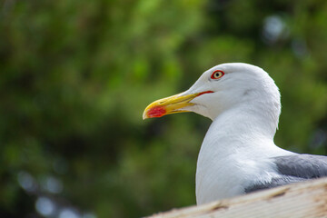 Detalle de una gaviota común posada en un sitio alto 