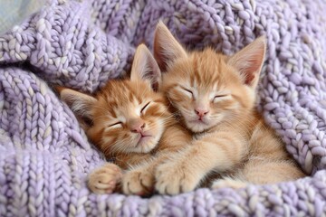 Cute ginger little red kitten sleeps on fur purple plaid. Baby cats sleeping together. Tabby kitten lying under knitted blanket. Two feline cuddling, hugging. Domestic animal. Cozy nap time. Home pet