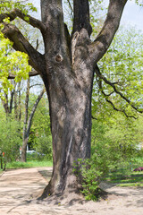 Strong mature tree trunk with textured bark in spring surrounded with fresh green leaves and other growth