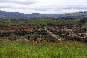 Fiddleneck flowers blooming in the hills of the surburbs of the San Francisco Bay Area