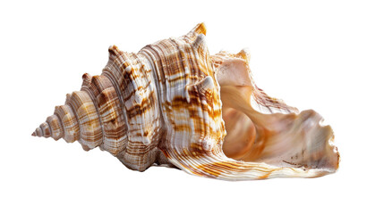 Obraz premium A close-up of a large, spiral seashell with a smooth, white interior and intricate brown and white patterns.
