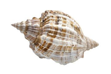 Fototapeta premium A close-up of a large, spiraled seashell with intricate patterns and a creamy white color.