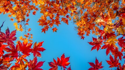 Vibrant Autumn Leaves Against a Clear Blue Sky