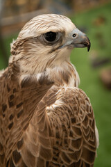 close Portrait of a white falcon