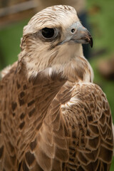 closeup portrait of a kestrel