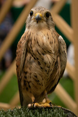 closeup portrait of a kestrel