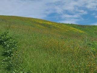 Wildflowers bloom in the suburban landscape of the San Francisco Bay area