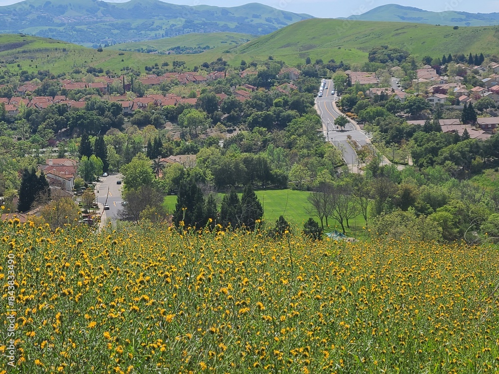 Wall mural wildflowers bloom in the suburban landscape of the san francisco bay area