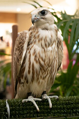 close Portrait of a white falcon