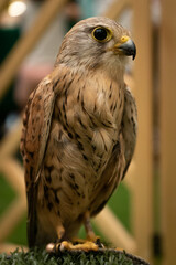 closeup portrait of a kestrel