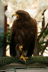 close portrait of an eagle
