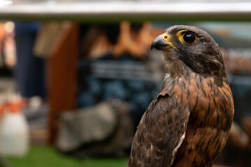 closeup portrait of a kestrel