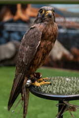 closeup portrait of a kestrel