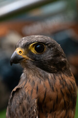 closeup portrait of a kestrel