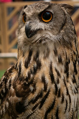 closeup portrait of bubo bubo
