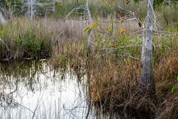 hardwood hammock, and Cypress trees in the marshy swamp of a everglades, Florida