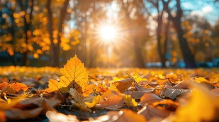 Golden Foliage and Bright Sun in Autumn Park