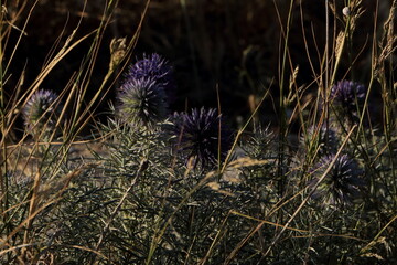 Chardons bleus