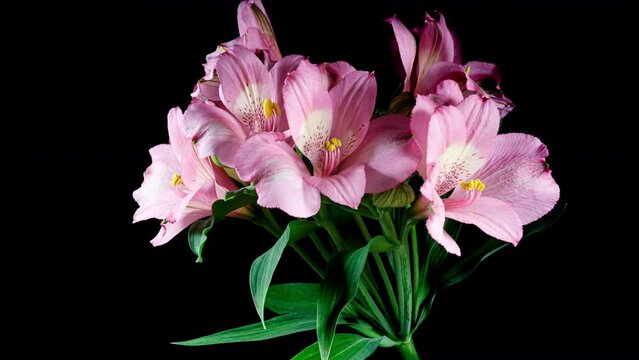 Timelapse Video of Pink Alstroemeria or Peruvian Lily Flowers Blooming on a Black Background