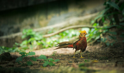 Wild Bird Perched on Tree Branch in Nature Reserve