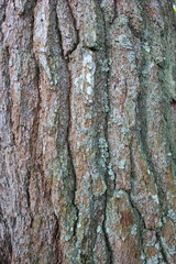 bark of a tree