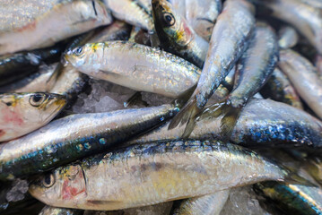 Sardinhas frescas de Portugal 