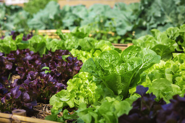 garden with many different types of lettuce and other vegetables