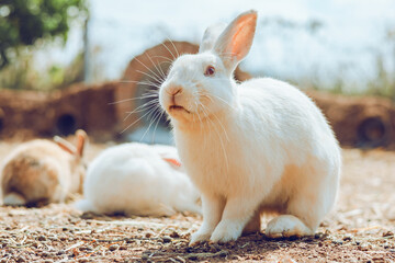 white rabbit is standing in a field with other rabbits