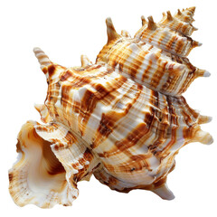 Obraz premium A large, intricate seashell with brown and white stripes. The shell is isolated on a black background.