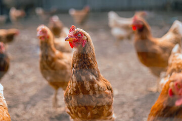 group of chickens are standing in a field