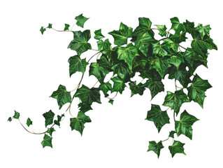 Naklejka premium A lush green ivy vine with delicate leaves, isolated on a black background. Perfect for nature and growth themes.