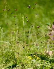 Swarms of bees at the hive entrance in a heavily populated honey bee, flying around in the spring air